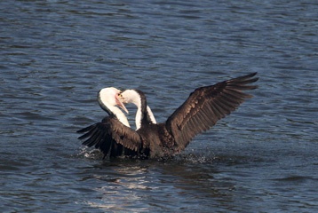 Pied cormorant feeding its chick